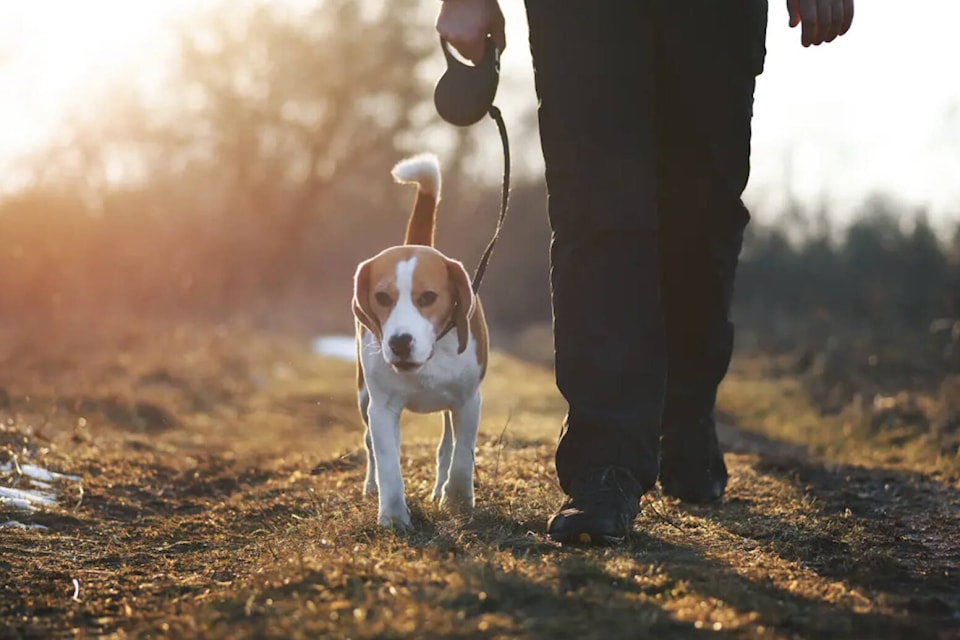 web1_230919-wct-stacker-travelwithpets_3