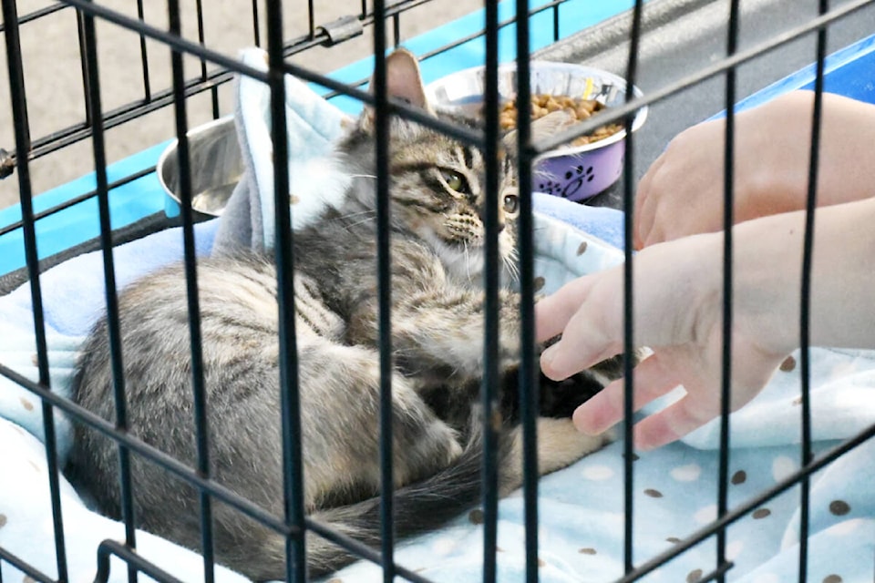  Cedar Rim Nursery hosted the recent CARES two-day adoption event with dozens of kitties available on Saturday and Sunday, Oct. 28 and 29. (91ԭ Advance Times files) 