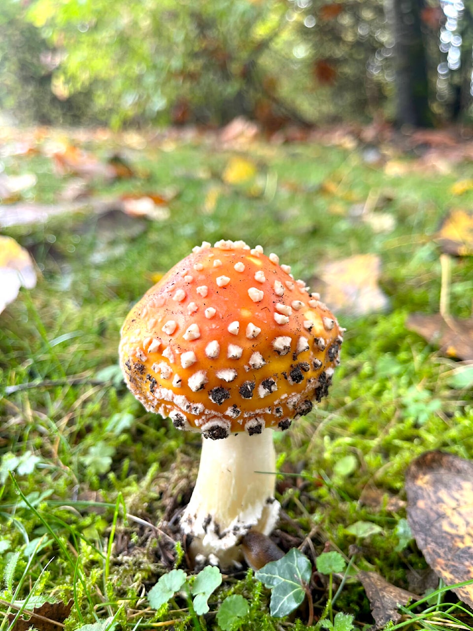 web1_231030-lat-rh-lenskoskelainenmushrooms-heidi_2