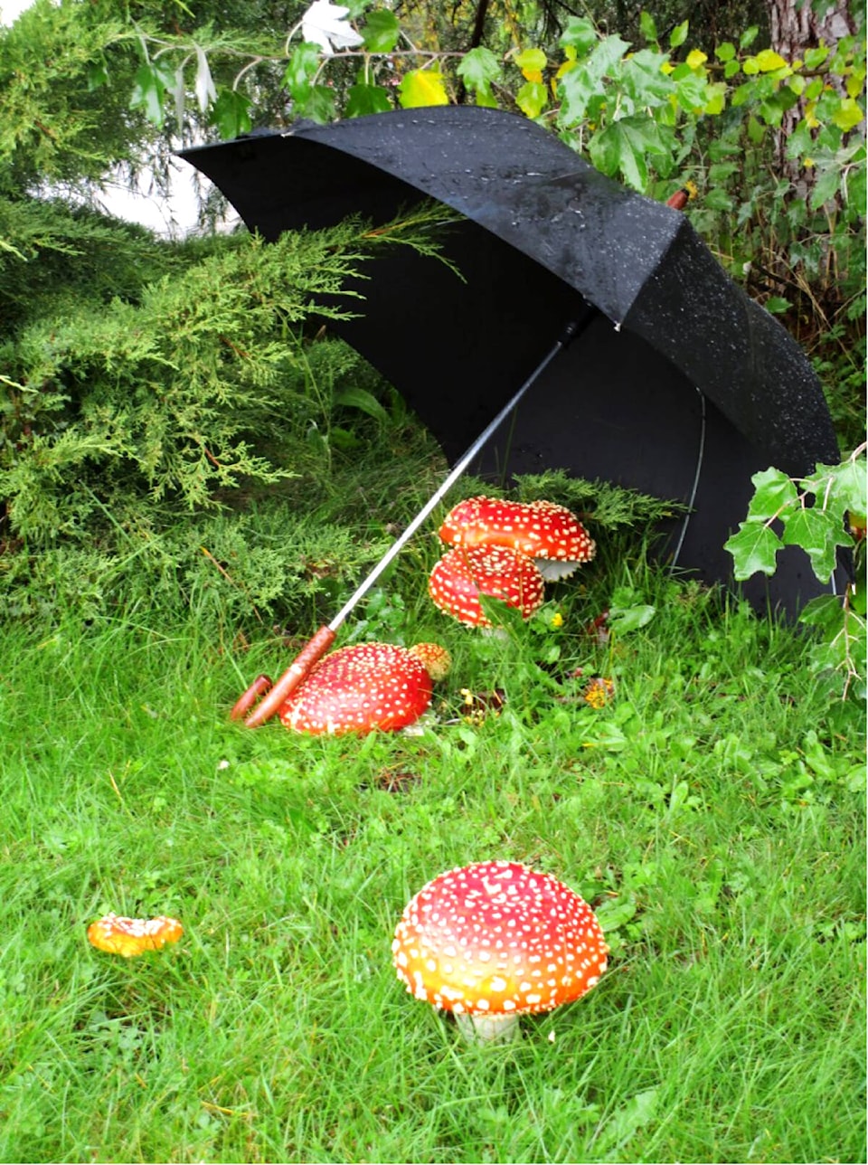 web1_231030-lat-rh-lenssawatskymushroom-shirley_2