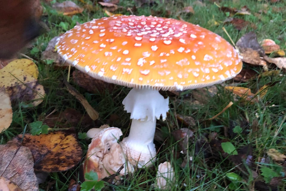 web1_231030-lat-rh-lenswatersmushrooms-shelley_2