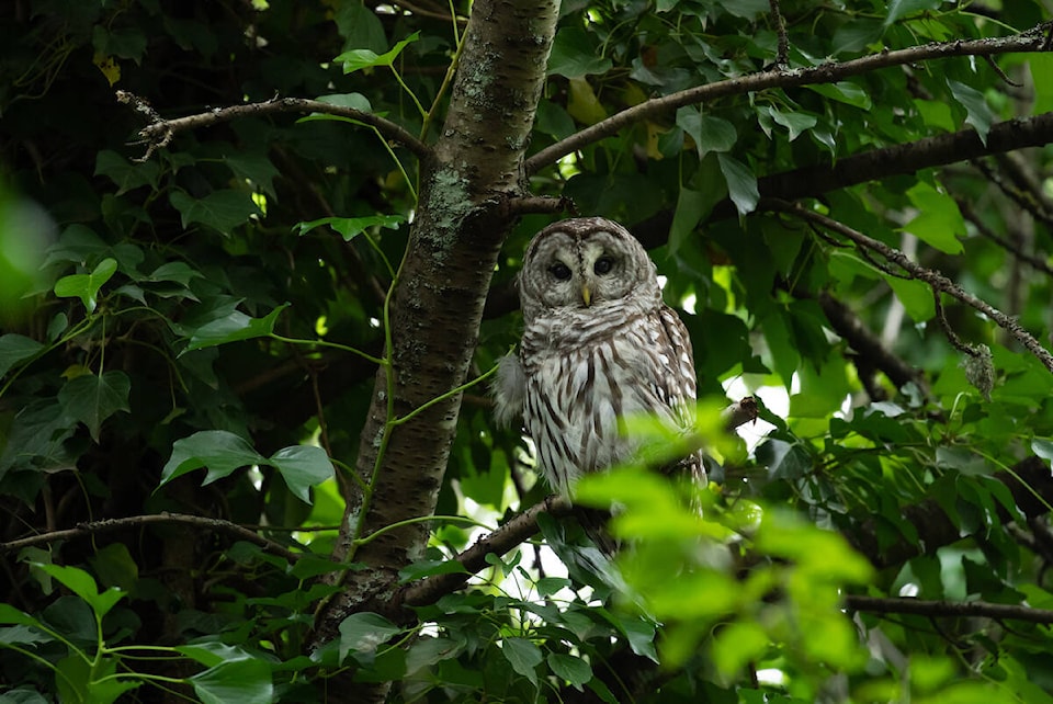 web1_231101-gng-langfordbirdtrail-langfordbirdtrail_3