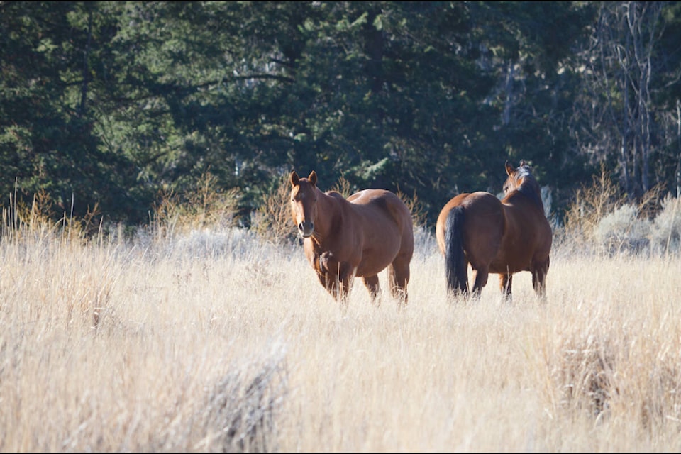 Teddy and Indy are new arrivals at the Honour Ranch, and will be part of the equine program offered there. (Photo credit: Barbara Roden) 
