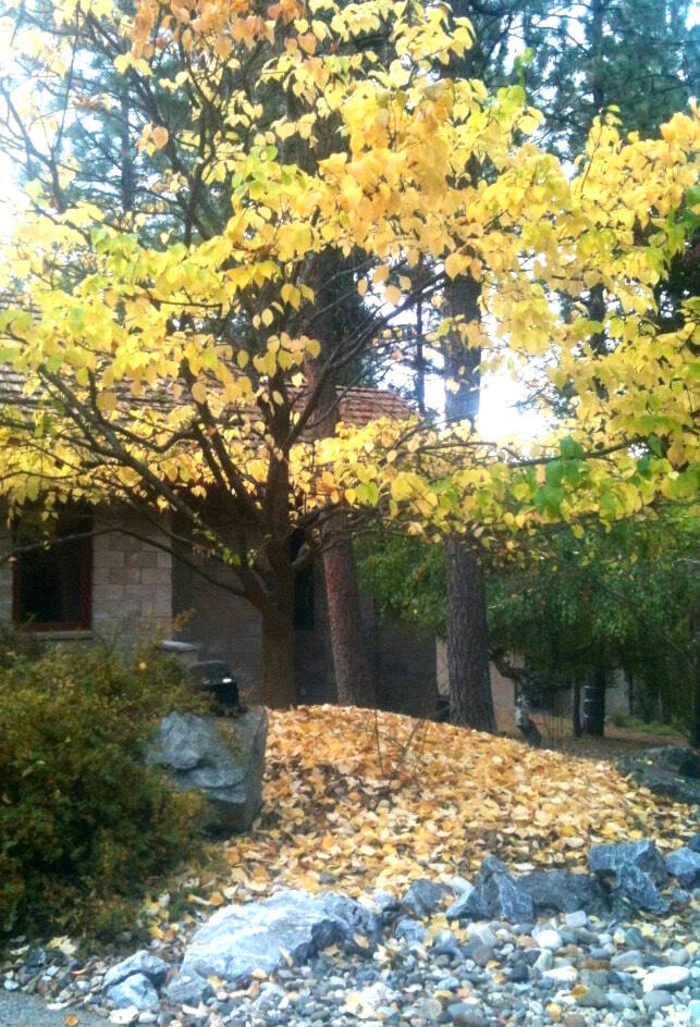 web1_231102-vms-nature-nut-leaves_1