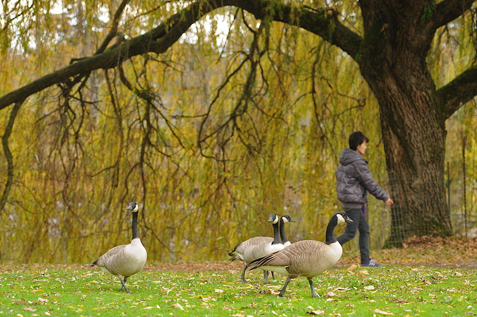 web1_231106-cpl-avian-flu-chilliwack-park-sardispark_2