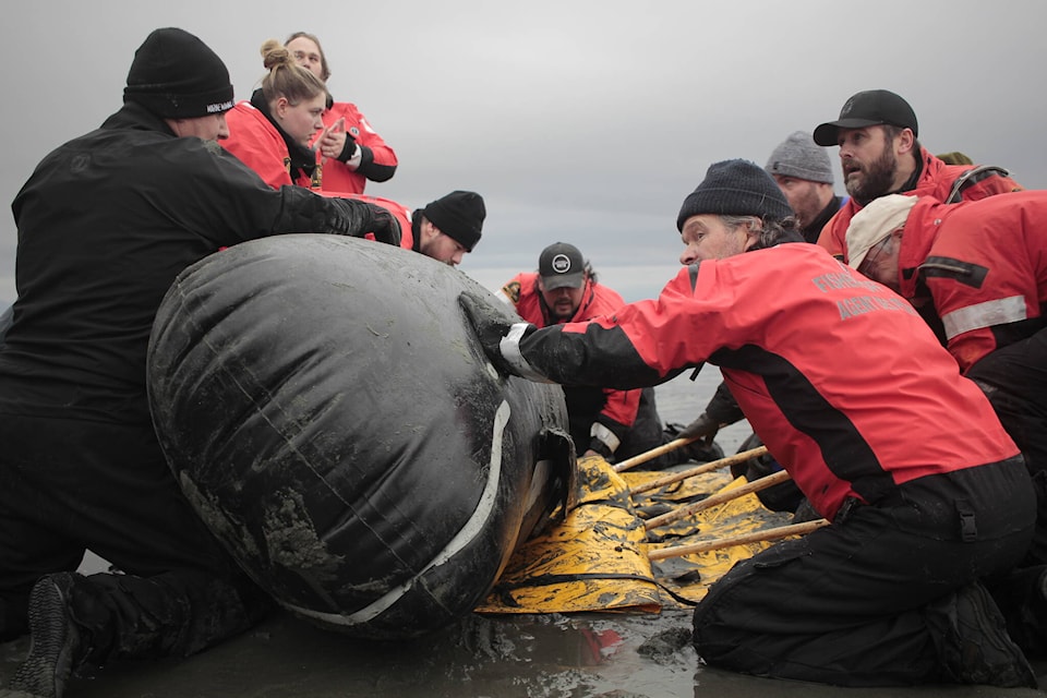 DFO Fisheries officers took part in a mock whale beach exercise on Stories Beach on Nov. 8. Photo by Marc Kitteringham/Campbell River Mirror 