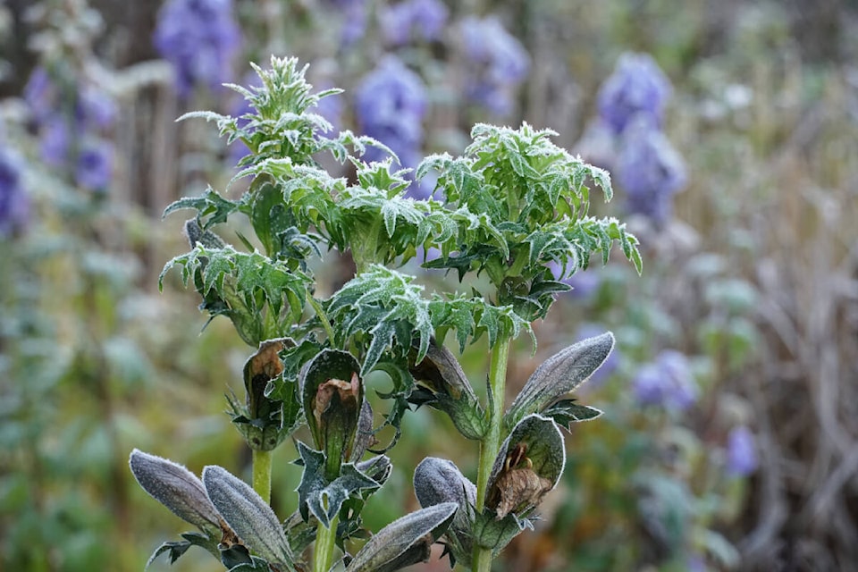 This fasciated acanthus was found in one of the Coxes’ gardens. Photo by John Cox 