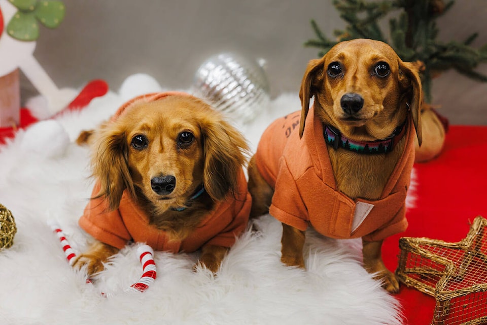 Warm weenies dachshund sales sweaters