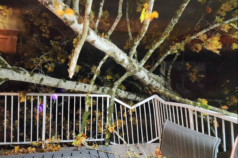 In Walnut Grove, Ellen Smith had a rude awakening when a tree fell on her house during a weekend wind storm. (Special to 91ԭ Advance Times) 