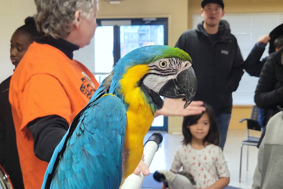 Lorraine Livesy, Greyhaven education coordinator, brought her 38-year-old macaw Sherlock to the Murrayville Library for a presentation on Friday, Nov. 10. (Kyler Emerson/91ԭ Advance Times) 