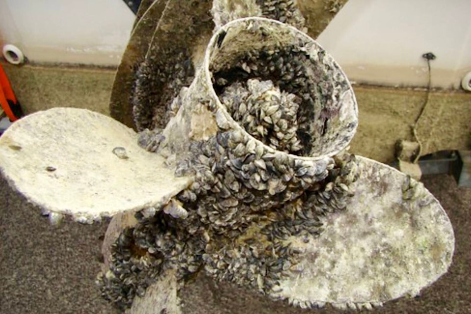 Quagga mussels have been discovered in the Snake River in Idaho, a tributary of the Columbia River. This photo from Ckiss.ca shows ZQM on a personal watercraft. Photo: Government of Alberta 