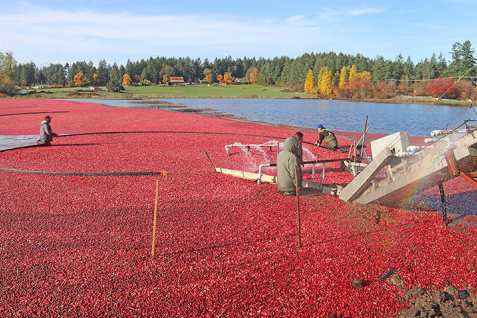 web1_231115-nbu-yellow-point-cranberries-1-1_1