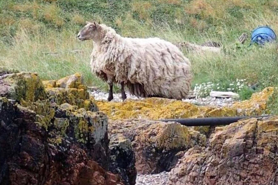 Fiona on the beach where she had lived, stranded, for at least two years before being rescued in October of this year. (Photo credit: The Sheep Game/Facebook) 
