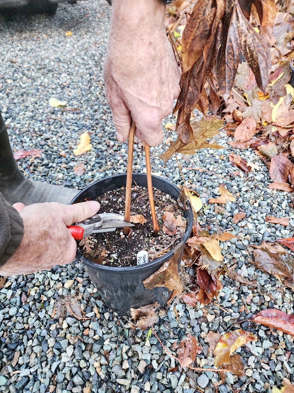 web1_231116-lat-eriksongreenthumb-tom_3