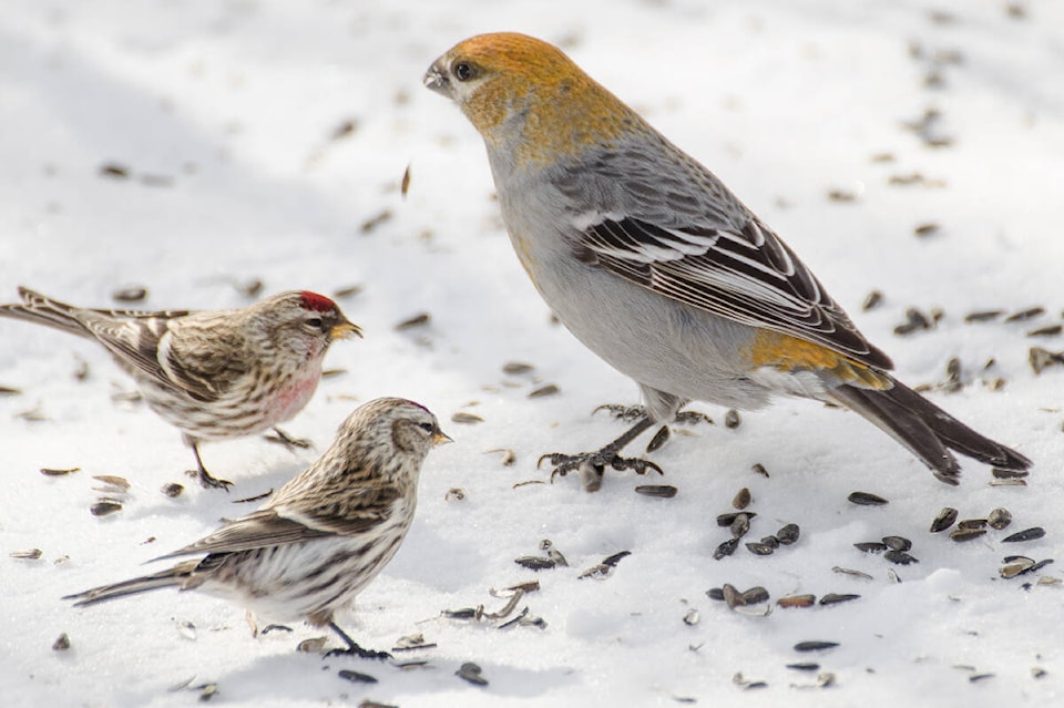 web1_231116-sin-pru-nature-nut-winter-birds_1
