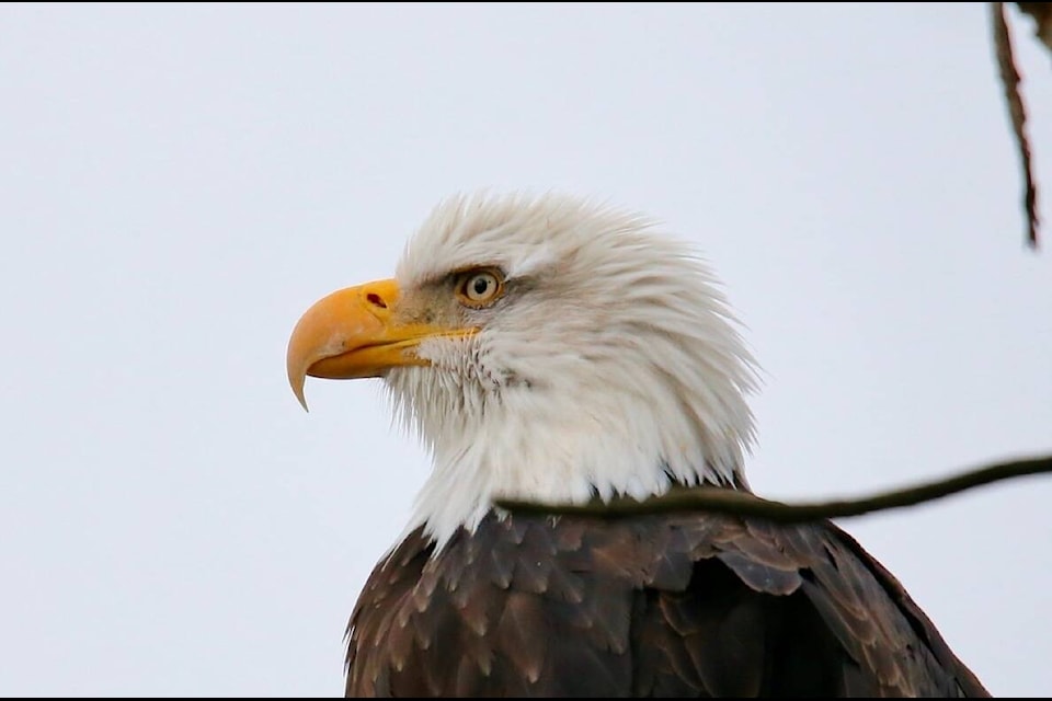 Eagle photos between Gyro Park and Sunningdale, Nov.10. Photos: Ron Wilson 