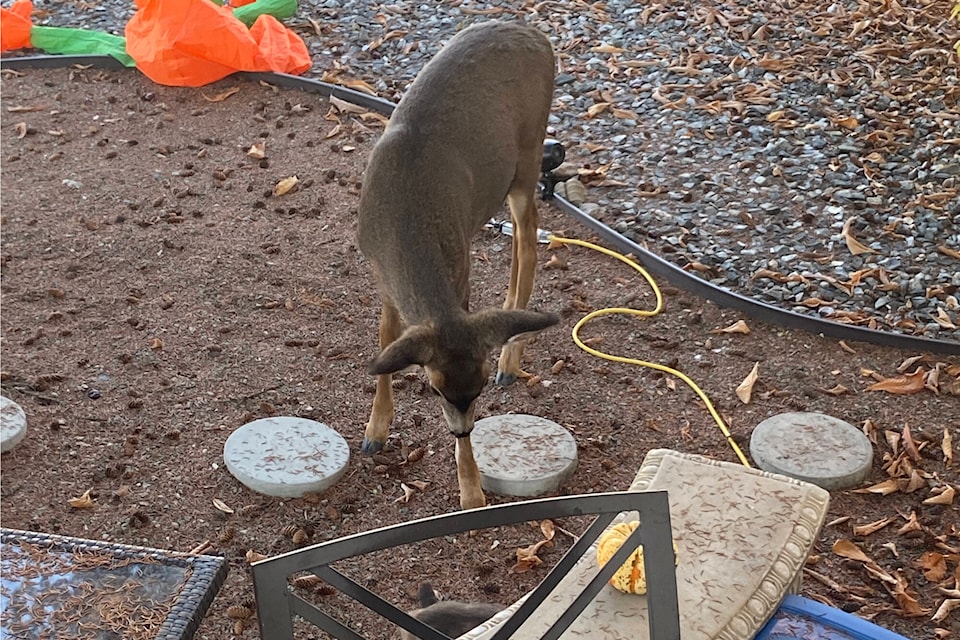 web1_231116-vms-neature-deer_1
