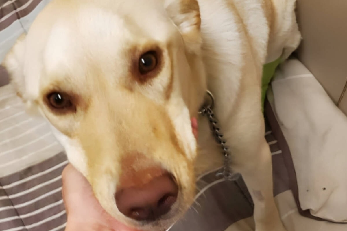 Dog Suffers Horrible Leg Injury In Attack Surrendered To Northern B C dog-suffers-horrible-leg-injury-in-attack-surrendered-to-northern-b-c