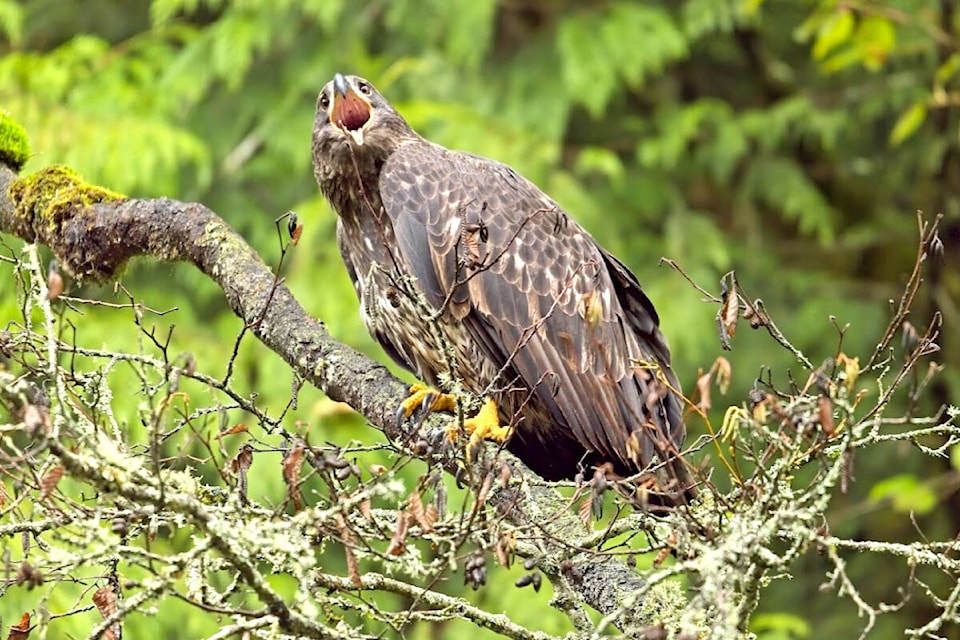Maple Ridge’s Scott White was “lucky enough” to get within about 20 feet of a younger bald eagle feasting on a chum spawning in the Alouette River at Allco Park recently. “I knew there would be gulls, but hoped at least for an eagle to be around,” White shared. As they arrived, “this magnificent bird,” landed high upon a nearby tree and then flew down to the rivers edge to feed. It kept a close eye on White, will devouring the “highly nutritious buffet provided by the river. A great day for all.” (Special to The News)  