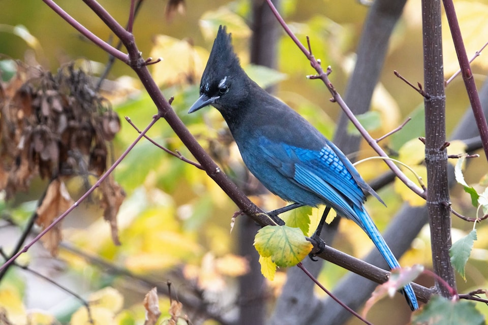 web1_231117-saa-stellers-jay
