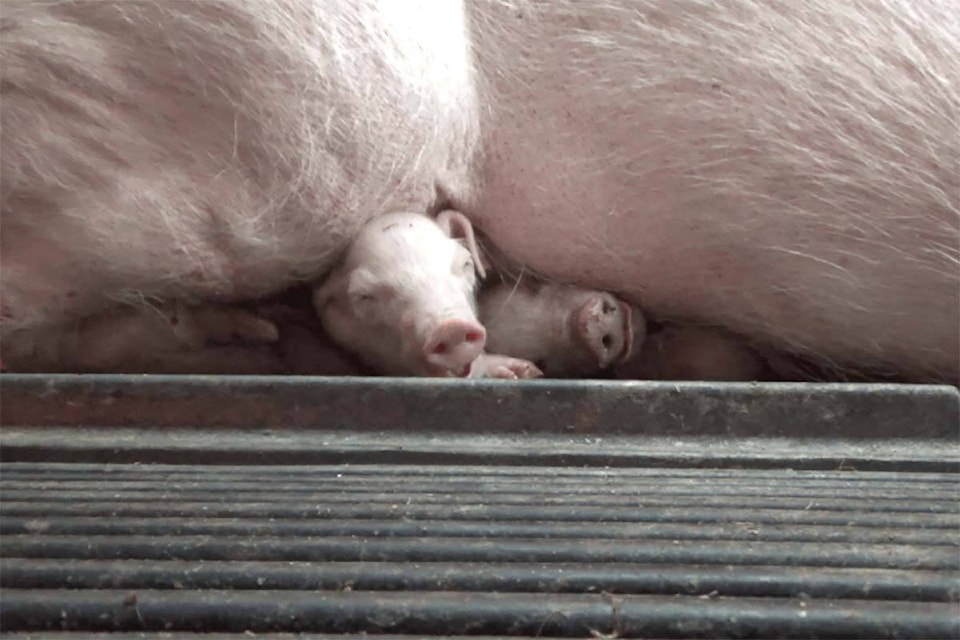 The group Animal Justice has released video that they say shows animal cruelty at Excelsior Hog Farm in Abbotsford, including piglets being crushed by their “caged mother.” 