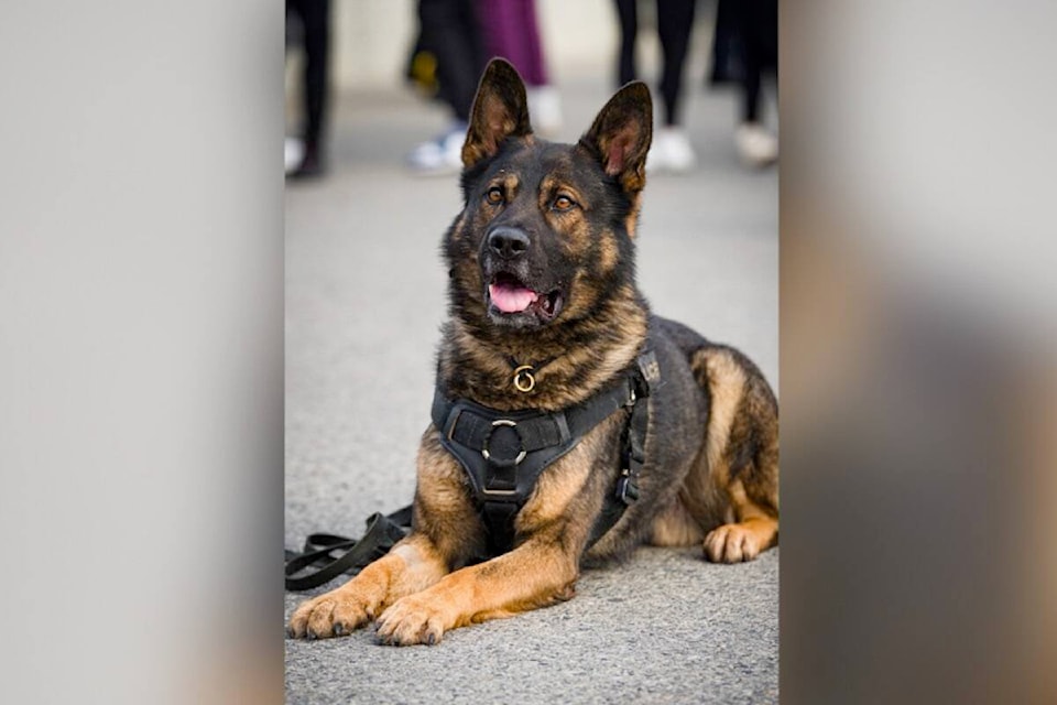 web1_231123-kcn-k9-unit-glenmore_1
