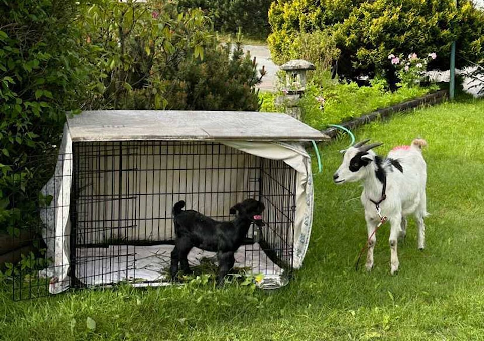 web1_231123-pru-goats-bylaw-push-goats_1