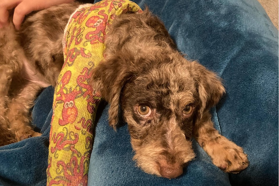 Injured pup crying in pain saved in Vernon Vernon Morning Star