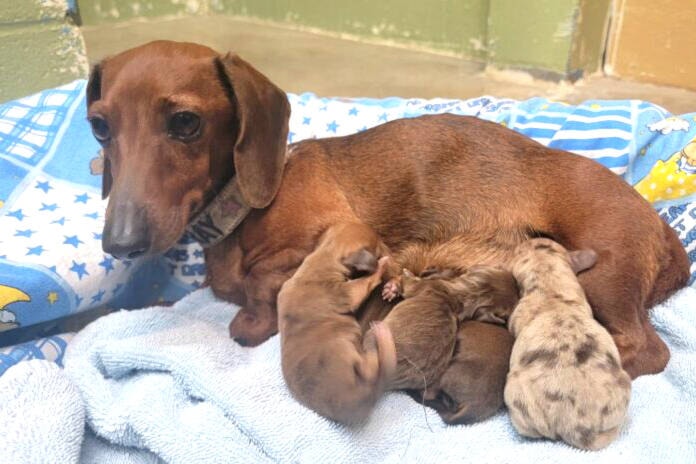 web1_231123-vms-daschunds-pups_3