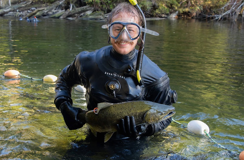 web1_231124-cpw-swimming-salmon-clayoquot-fish_1