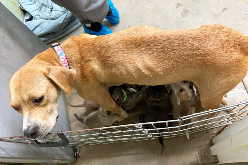 Two emaciated dogs and their 18 puppies were recently removed from a Chase property and are now receiving care through the BC SPCA. (Photo contributed) 