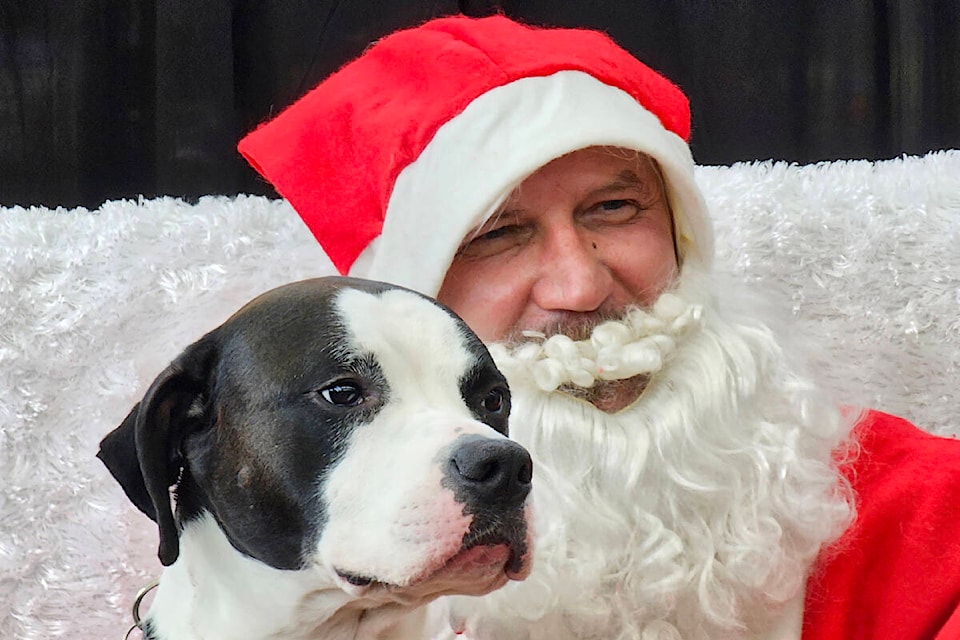 Pedro posed for a picture with Santa at the Loveabull Rescue Society fundraiser in 91ԭ on Sunday, Nov. 19. (Dan Ferguson/91ԭ Advance Times) 