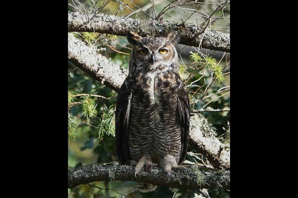 While unlikely, a great horned owl could carry off a big rabbit or a small cat, but could do serious damage in a failed attempt. (Photo by Ann Nightingale) 