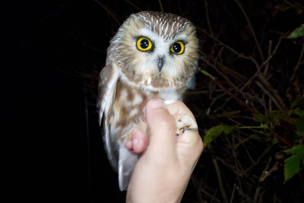 ‘Tuck in ponytails’ to avoid dangerous Greater Victoria owl encounters