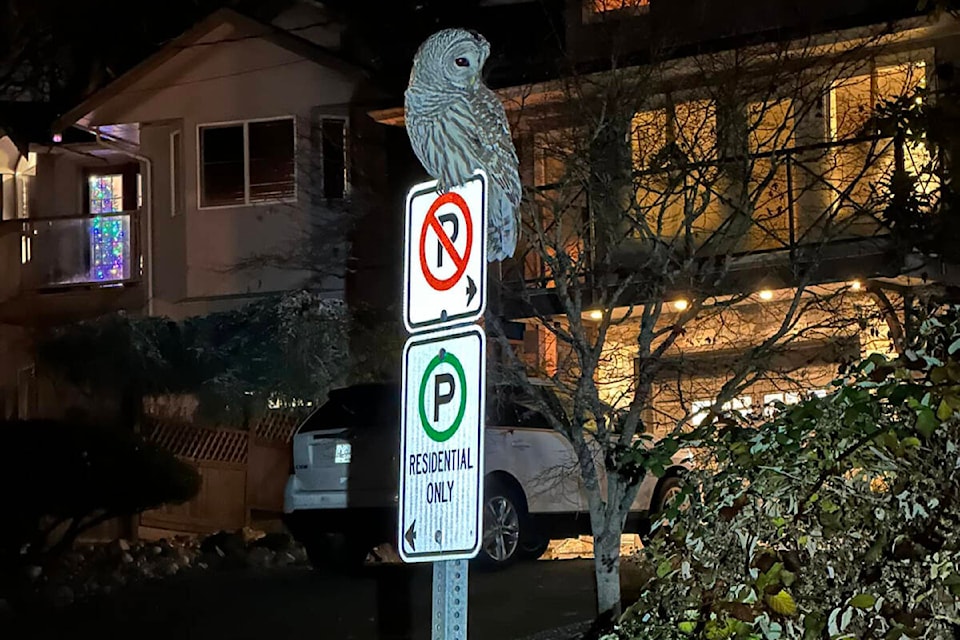 An urban owl captured by the headlights of a passing car in View Royal. (Photo by Rob Byrch) 
