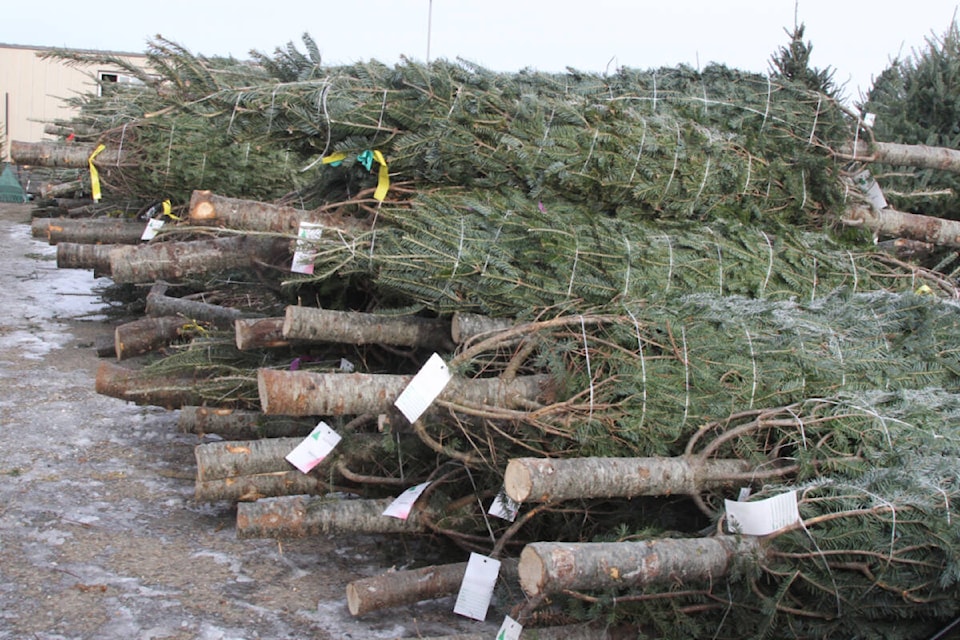 Red Deer Christmas tree lot moves after 40 years Red Deer Advocate