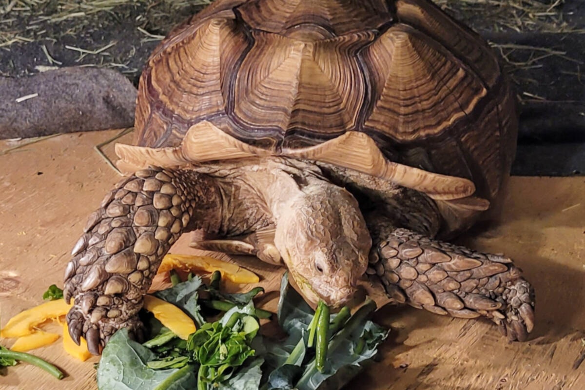 VIDEO: BC’s wandering tortoise Frank the Tank finds his forever home