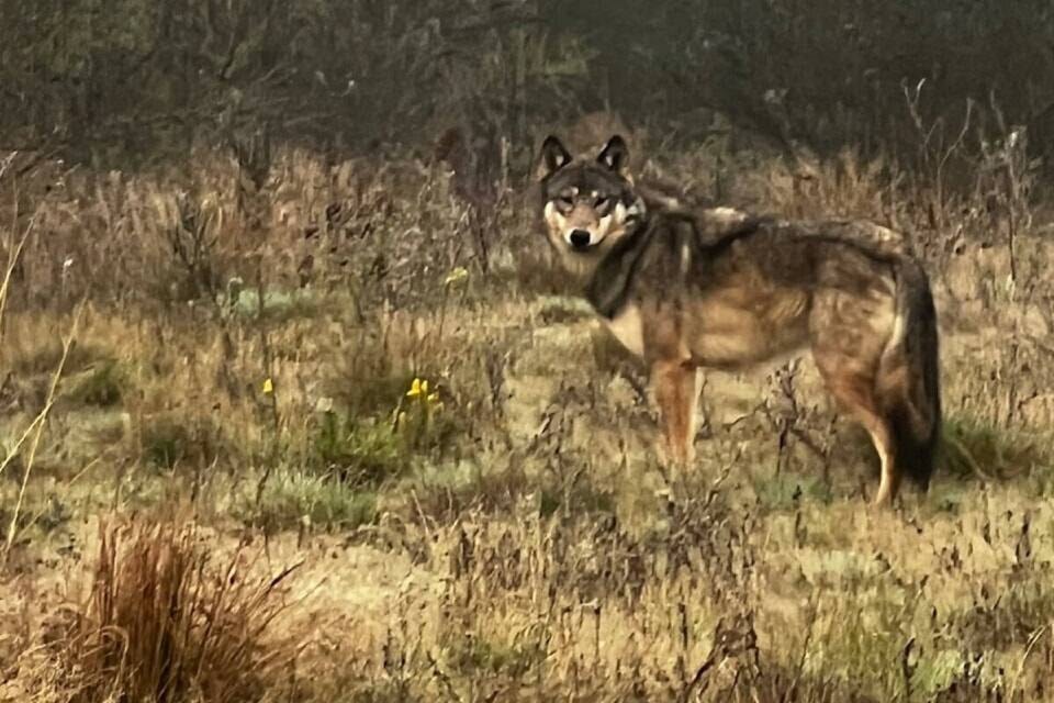 web1_231129-pqn-wolf-dog-attack-wolfdog_1