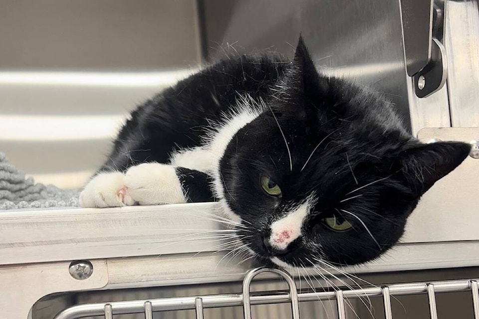 Cat rescue deals okanagan