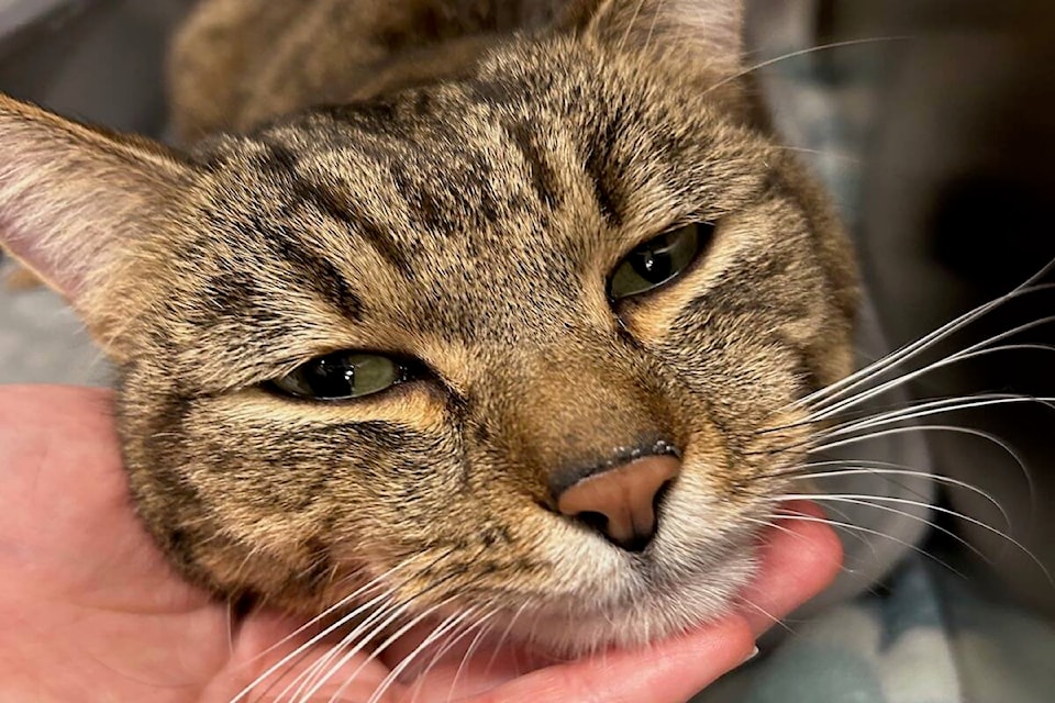 Cat online rescue okanagan