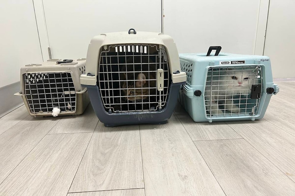 Cats left in crates on side of Vernon road. (OHS) 