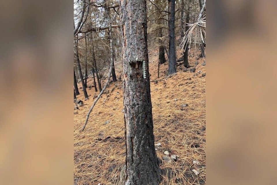 web1_23116-wek-wildlife-camera-bcwltree_1