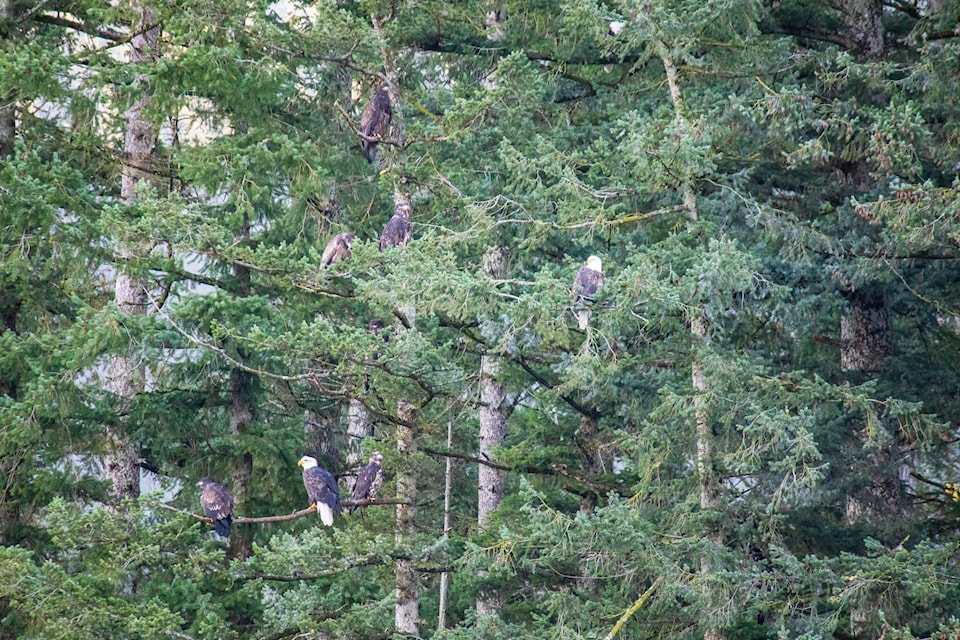 web1_231201-aho-bald-eagles-eagles_3