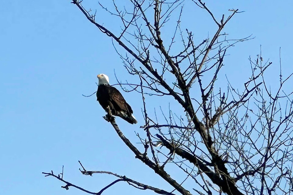 web1_231201-aho-bald-eagles-eagles_6