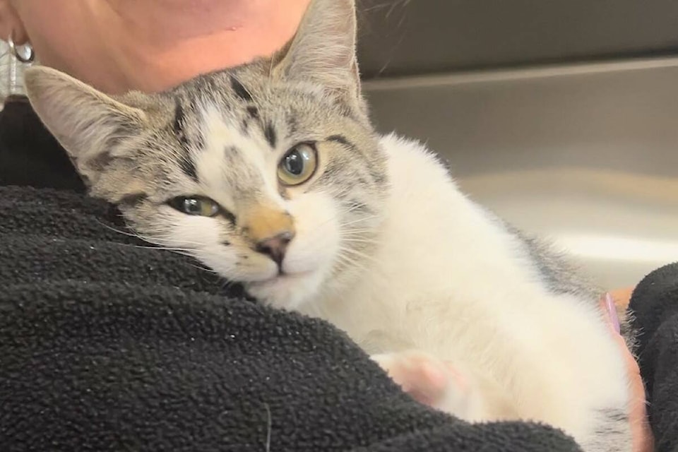 web1_231207-kcn-cat-rescued-_1