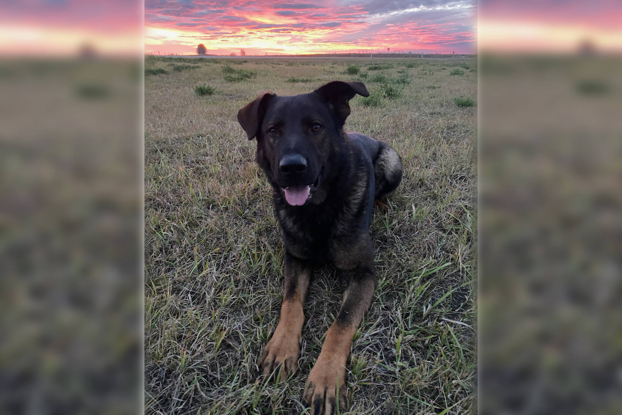 Police sales dog supplies