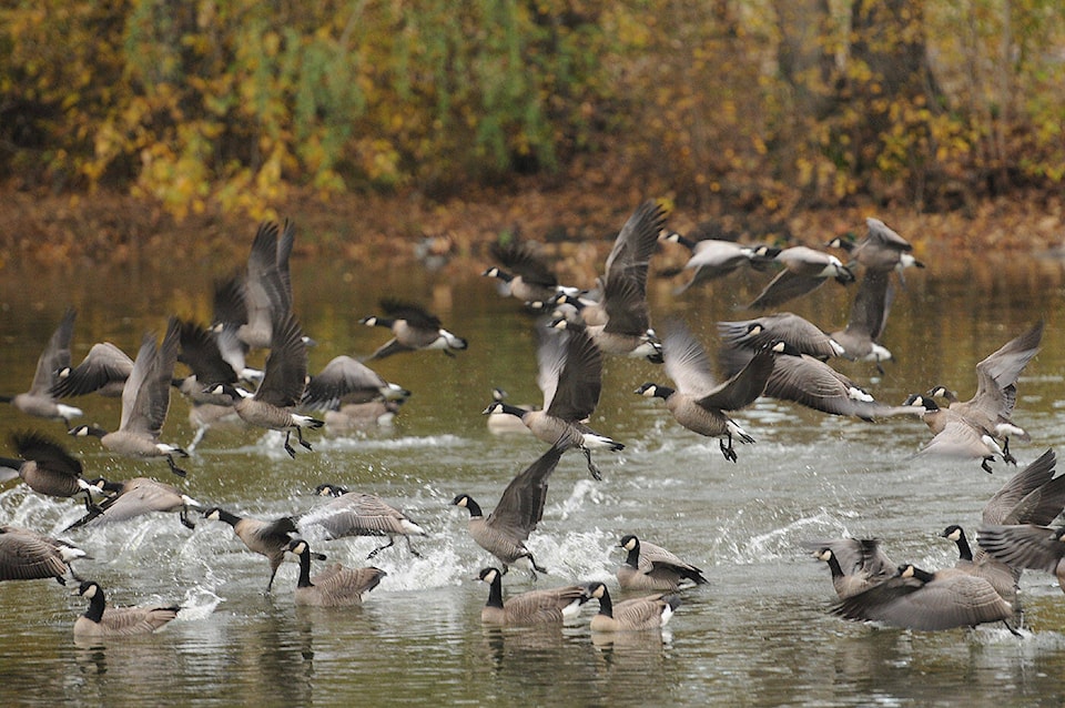 web1_copy_231106-cpl-avian-flu-chilliwack-park-sardispark_3