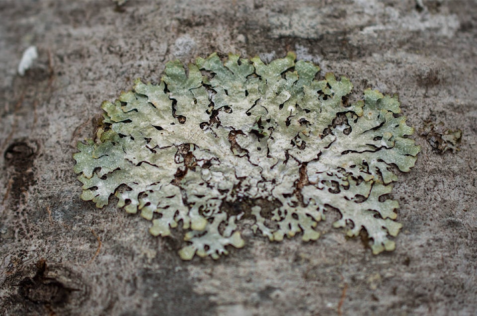 web1_lichen5