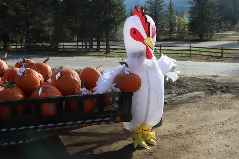 web1_rsz-com-pumpkin-pick-up-1img_1267