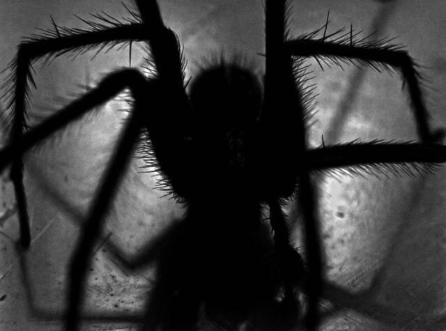 web1_spider-452489_640-2